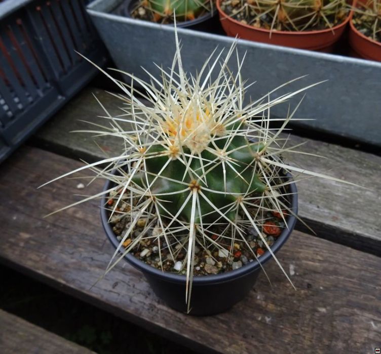 Echinocactus grusonii 40kč.jpg